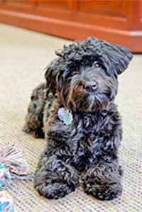 Zeus_200x300 Zeus, office dog | Dr. Dawn Arnold, Union NJ